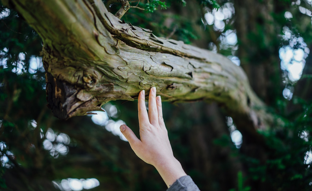 Why Can’t I Do My Own Tree Maintenance?