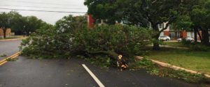 fallen tree in the middle of the road after a storm