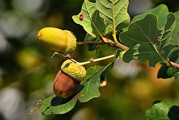 acorns growing on a tree leaf