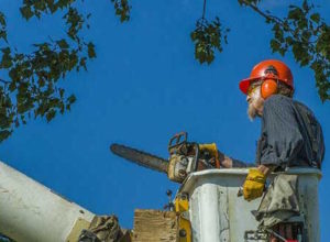 a man in a crane cutting a tall tree